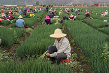 香蔥生產(chǎn)基地